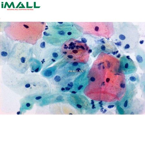 Hóa chất Papanicolaou's solution 1a Harris' hematoxylin dùng cho tế bào học (Chai nhựa 1l) Merck 1092531000