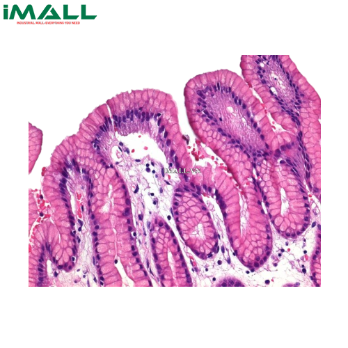 Hóa chất Hematoxylin solution modified acc. to Gill II (Chai nhựa 2.5 L) Merck 1051752500