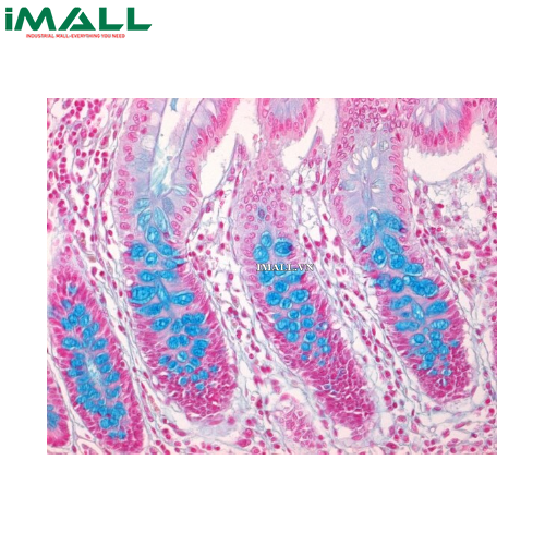 Hóa chất Alcian blue 8gx (c.i. 74240) for microsc (10 g) Merck 1052340010