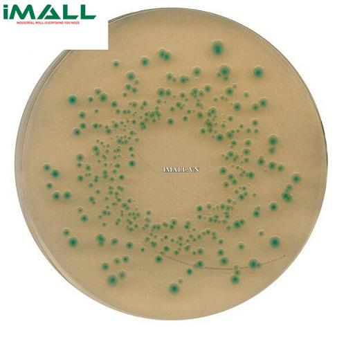 Hóa chất TBX (Tryptone Bile X-glucuronide) agar (Chai nhựa 500g) Merck 1161220500