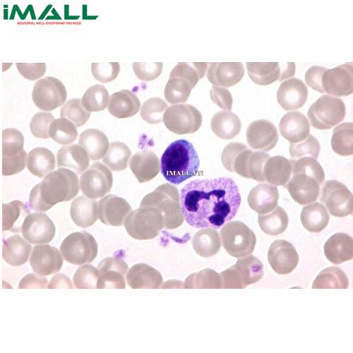 Hóa chất Giemsa's azur-eosin-methylene blue cho kính hiển vi (Chai thủy tinh 25 g) Merck 1092030025